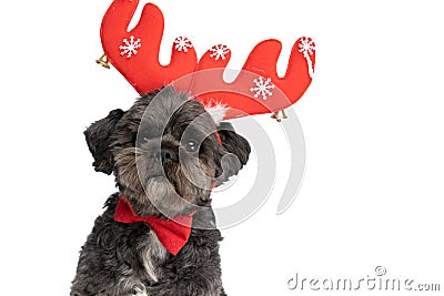 Beautiful metis dog wearing red reindeer horns Stock Photo