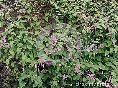 Beautiful Mexican creeper flower in the garden.Antigonon leptopus, commonly known as coral vine, Coralita or San Miguelito vine. Stock Photo