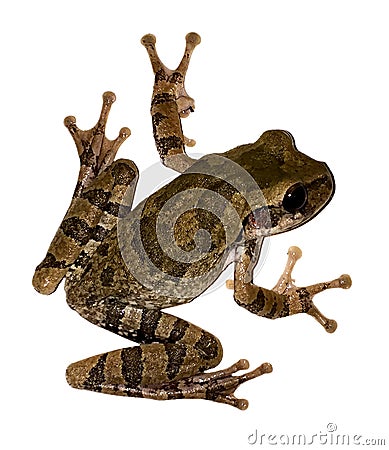 Beautiful tiny mexican frog in white background Stock Photo