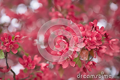 Beautiful Michigan Blossoms Stock Photo