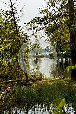 A beautiful Michigan northern forest wetlands landscape Stock Photo