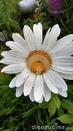 Beautiful Michigan Summer Garden flowers Stock Photo