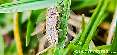 Beautiful micro image of a insect climbing in grassland india Stock Photo