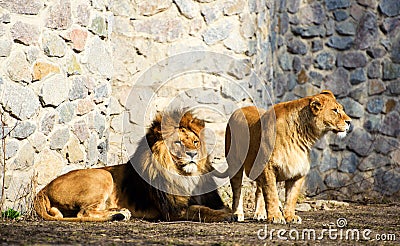 Beautiful Mighty Lion Stock Photo