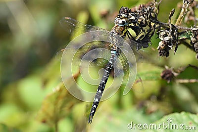 A beautiful Migrant Hawker Dragonfly with its wings unfurled Stock Photo