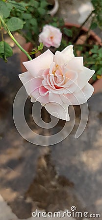 Beautiful Mild pink rose flower in garden Stock Photo