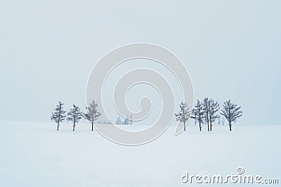 Beautiful Mild Seven Hills tree with Snow in winter season at Biei Patchwork Road. landmark and popular for attractions in Stock Photo