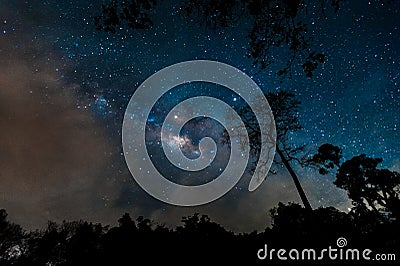 Beautiful milky way galaxy on night sky in the forest park Stock Photo