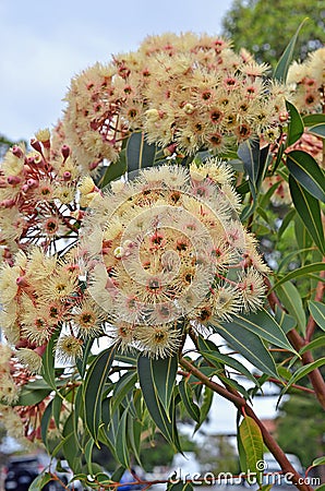 Beautiful mimosa tree in bloom Stock Photo