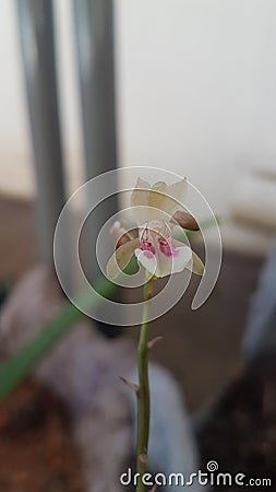 beautiful mini orchid Stock Photo