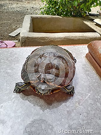 Beautiful mini turtle Stock Photo