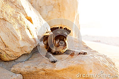 A beautiful Miniature Schnauzer dog lying on a rock at the beach Stock Photo