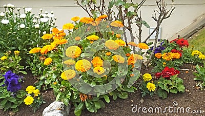 Beautiful mix of Calendula Begonias Roses and flowers in walled Garden in Ireland Stock Photo