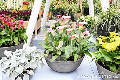 Beautiful mix colors calla lily or arum lily flowers growing in gray ceramic pot on table with background another plant in Stock Photo