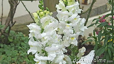 Beautiful mix of flowers in walled Garden in Ireland Stock Photo