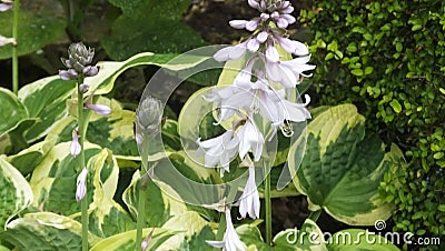 Beautiful mix of flowers in walled Garden in Ireland Stock Photo