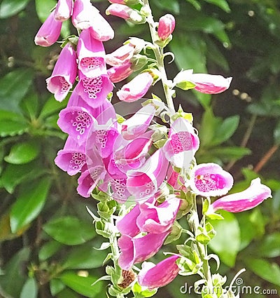 Beautiful mix of Fox Glove flowers and Roses in walled Garden in Ireland Stock Photo