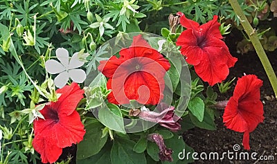 Beautiful mix of Petunia Begonias flowers and Roses in walled Garden in Ireland Stock Photo