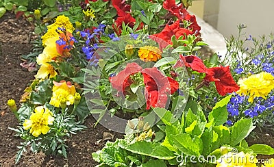 Beautiful mix of Petunia Begonias flowers and Roses in walled Garden in Ireland Stock Photo