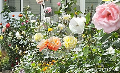Beautiful mix of Roses and flowers in walled Garden in Ireland Stock Photo