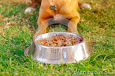Beautiful mixed breed dog posing, waiting for permission to eat in front of metal bowl with fresh crunchy food sitting Stock Photo