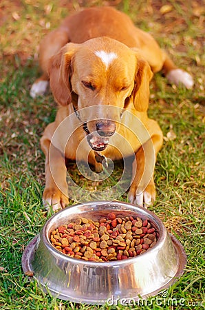 Beautiful mixed breed dog posing, waiting for permission to eat in front of metal bowl with fresh crunchy food sitting Stock Photo