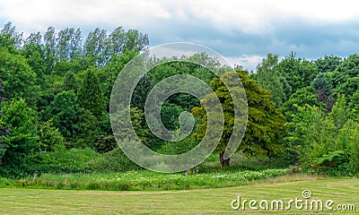 Beautiful Mixture of Scottish Green Trees. Stock Photo