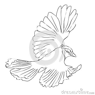 Outline drawn flying bird. Beautiful mockingjay. concept of freedom, peace, unity. Modern vector llustration isolated on Vector Illustration