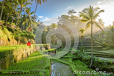 Beautiful model in red dress at Tegalalang Rice Terrace 12 Stock Photo