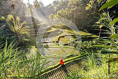 Beautiful model in red dress at Tegalalang Rice Terrace 7 Stock Photo