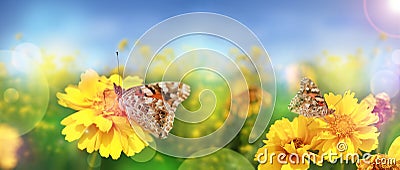 Beautiful modern summer background with yellow flowers and butterflies against the blue sky. Stock Photo