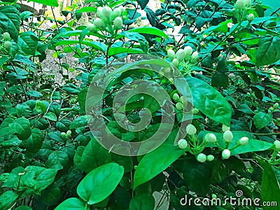 Beautiful Mogra buds appearing in this season Stock Photo