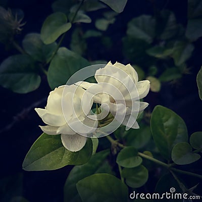 A beautiful Mogra flower in india Stock Photo