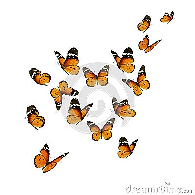 Beautiful monarch butterfly Stock Photo