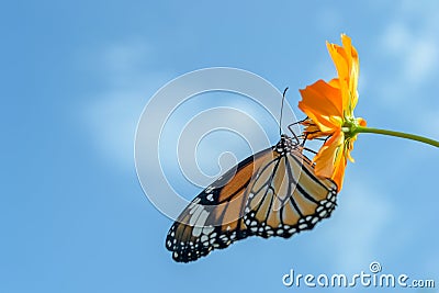 Beautiful Monarch butterfly feeding on cosmos flowers against blue sky Stock Photo