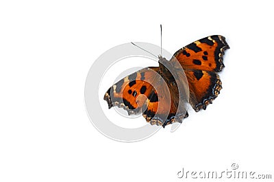 Beautiful monarch butterfly isolated on white background Stock Photo