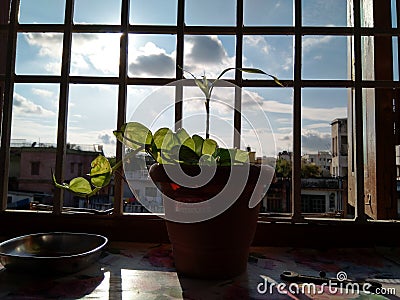 Beautiful money plant on window and sunlight is falling on it. And overall superb sightseeing from the window. Stock Photo