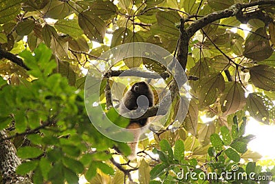 A beautiful monkey on the tree Stock Photo