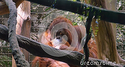 Beautiful monkey in the tropical jungle. Stock Photo