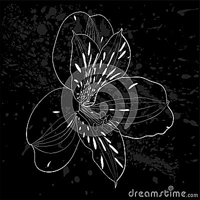 Beautiful monochrome, black and white Alstroemeria flower . Vector Illustration