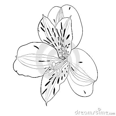 Beautiful monochrome, black and white Alstroemeria flower isolated. Stock Photo