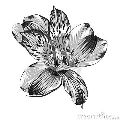 Beautiful monochrome, black and white Alstroemeria flower with watercolor effect isolated on background. Vector Illustration