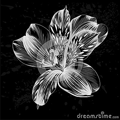 Beautiful monochrome, black and white Alstroemeria flower Vector Illustration