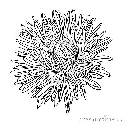 Beautiful monochrome, black and white aster flower isolated. Vector Illustration