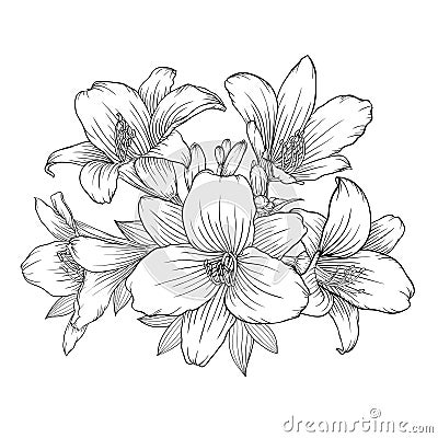 Beautiful monochrome black and white bouquet lily isolated on background. Vector Illustration