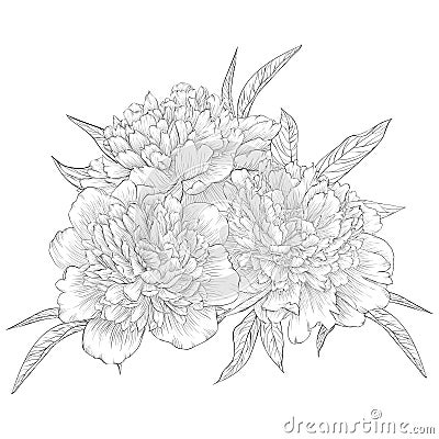 Beautiful monochrome black and white bouquet peony isolated on background. Hand-drawn contour line. Vector Illustration