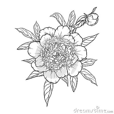 Beautiful monochrome black and white bouquet peony isolated on background. Vector Illustration