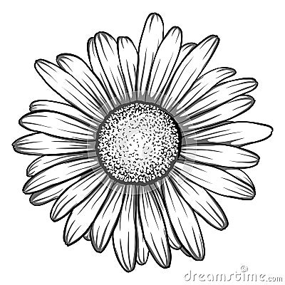 Beautiful monochrome, black and white daisy flower . Vector Illustration