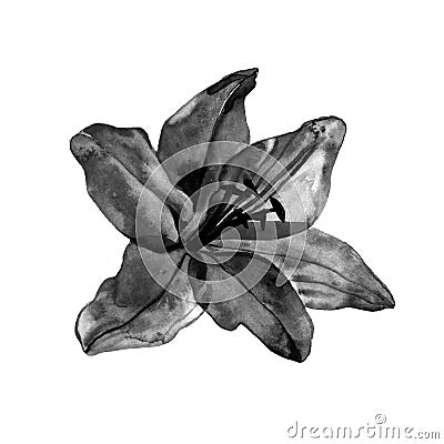 Beautiful monochrome, black and white Lily flower with watercolor effect isolated on background. for greeting card and Stock Photo