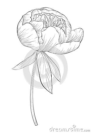 Beautiful monochrome black and white peony flower isolated on white background. Vector Illustration